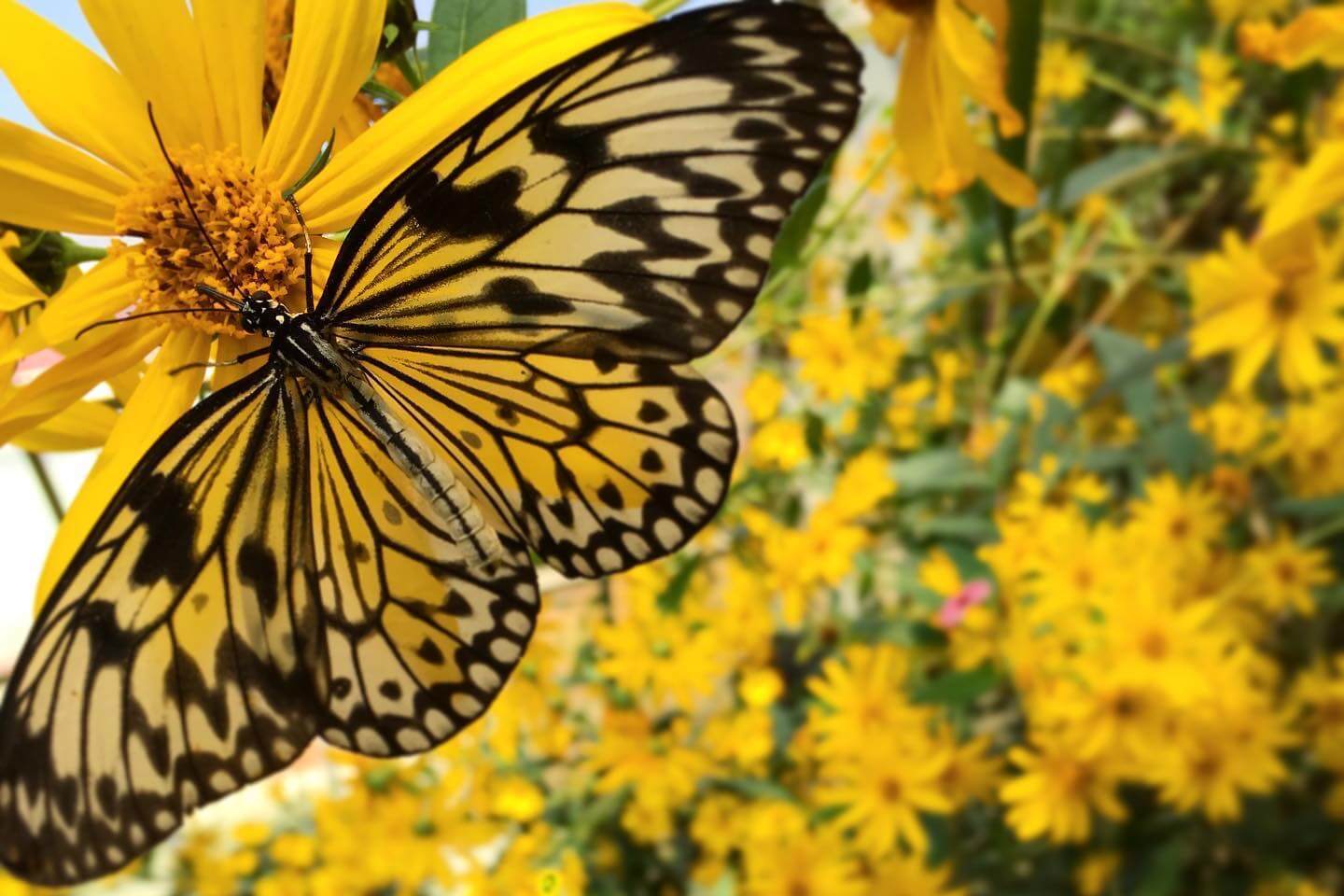 A yellow-and-black butterfly among flowers