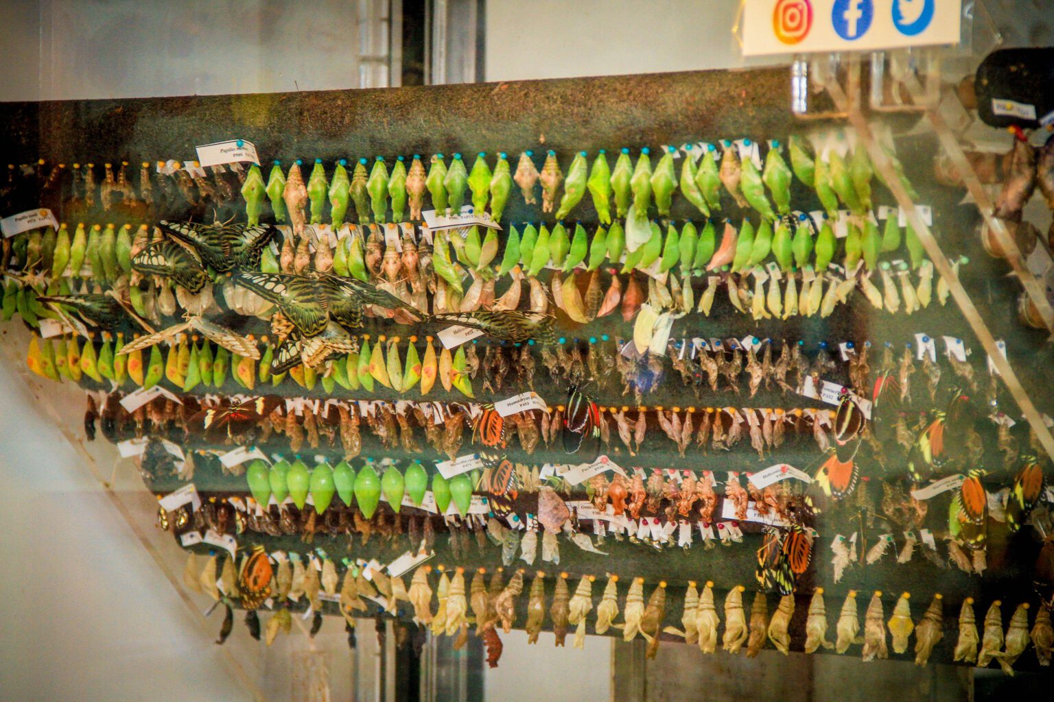 Rows in the emergence chamber. A still photograph, not a timed sequence.