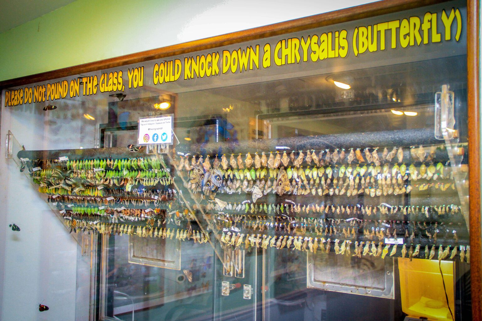 Before the wings. The emergence window holds rows of chrysalises. Look gently and leave the glass undisturbed.
