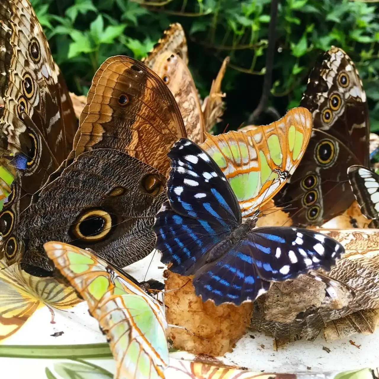 In the garden. Butterflies gather at feeding stations among the plants. Watch without touching.