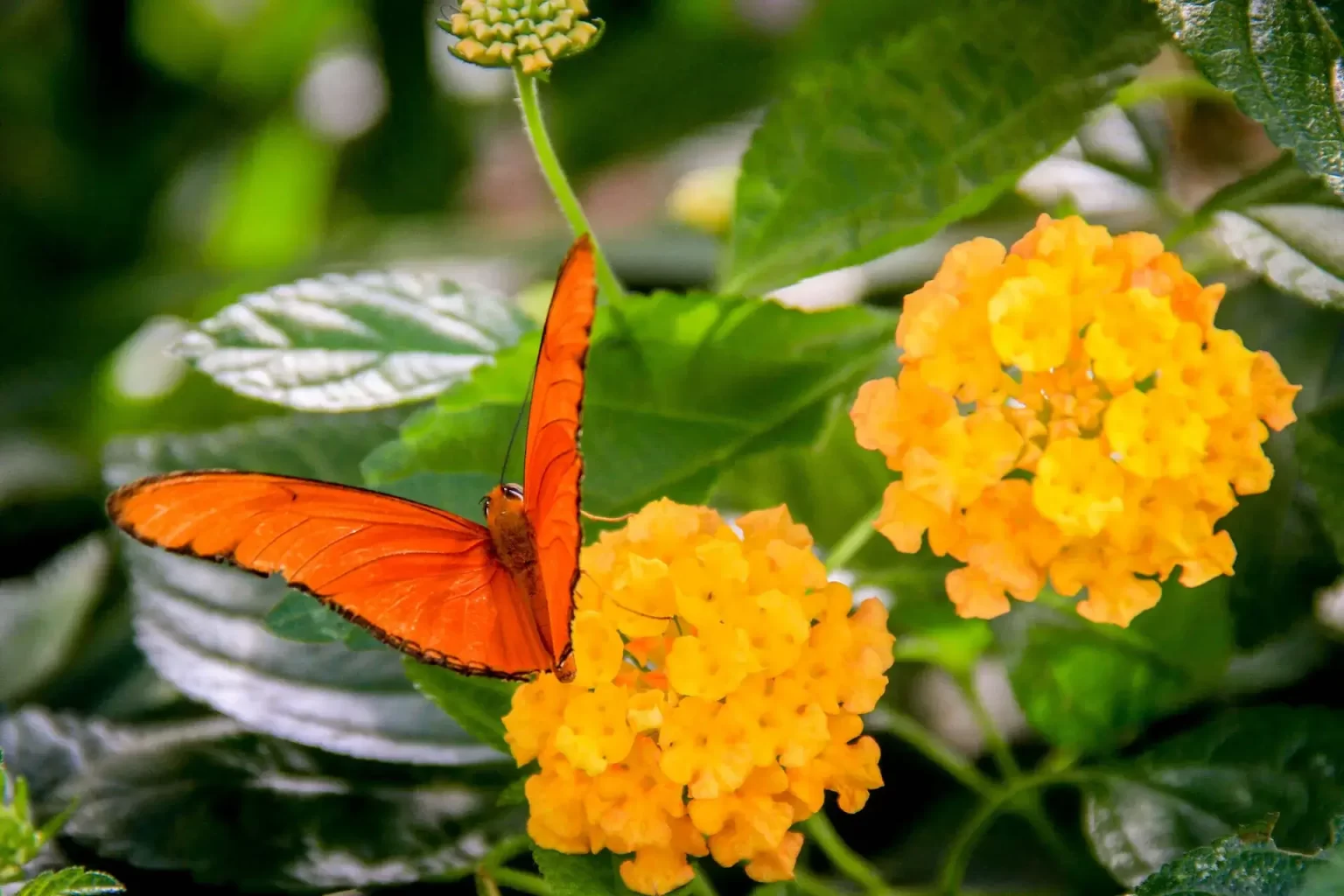 An orange butterfly among flowers in the garden
