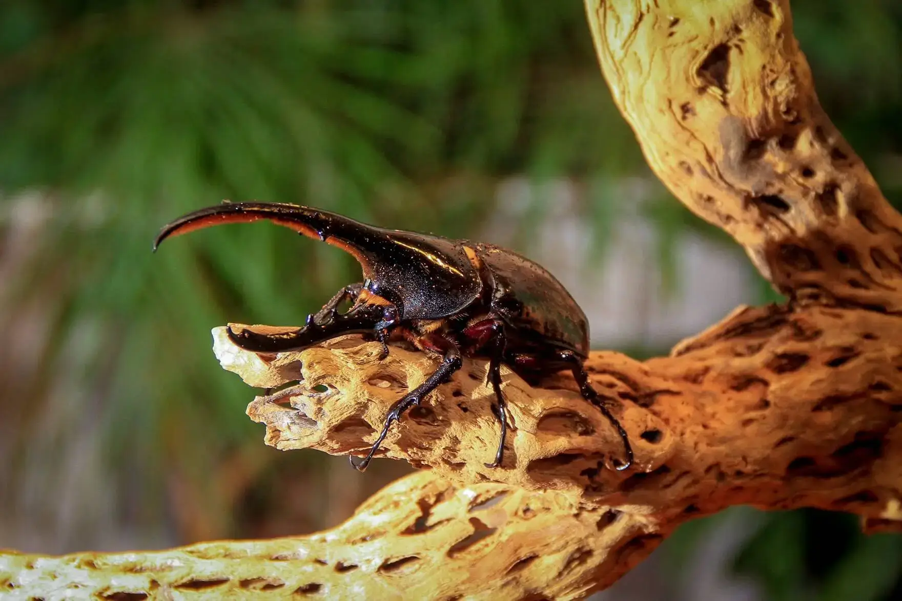 Beyond butterflies. Insect World continues the visit with insects, amphibians and reptiles. Check current exhibit details with the house.